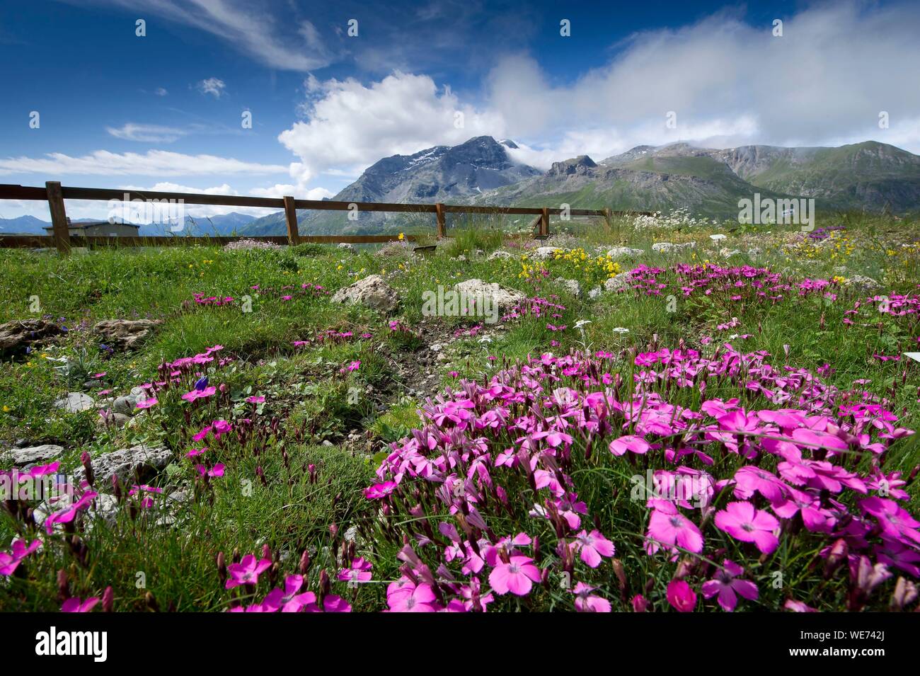 France, Savoie, Haute Maurienne, Val Cenis, Mont Cenis pass, the alpine garden in the Plan of Fontainettes Stock Photo