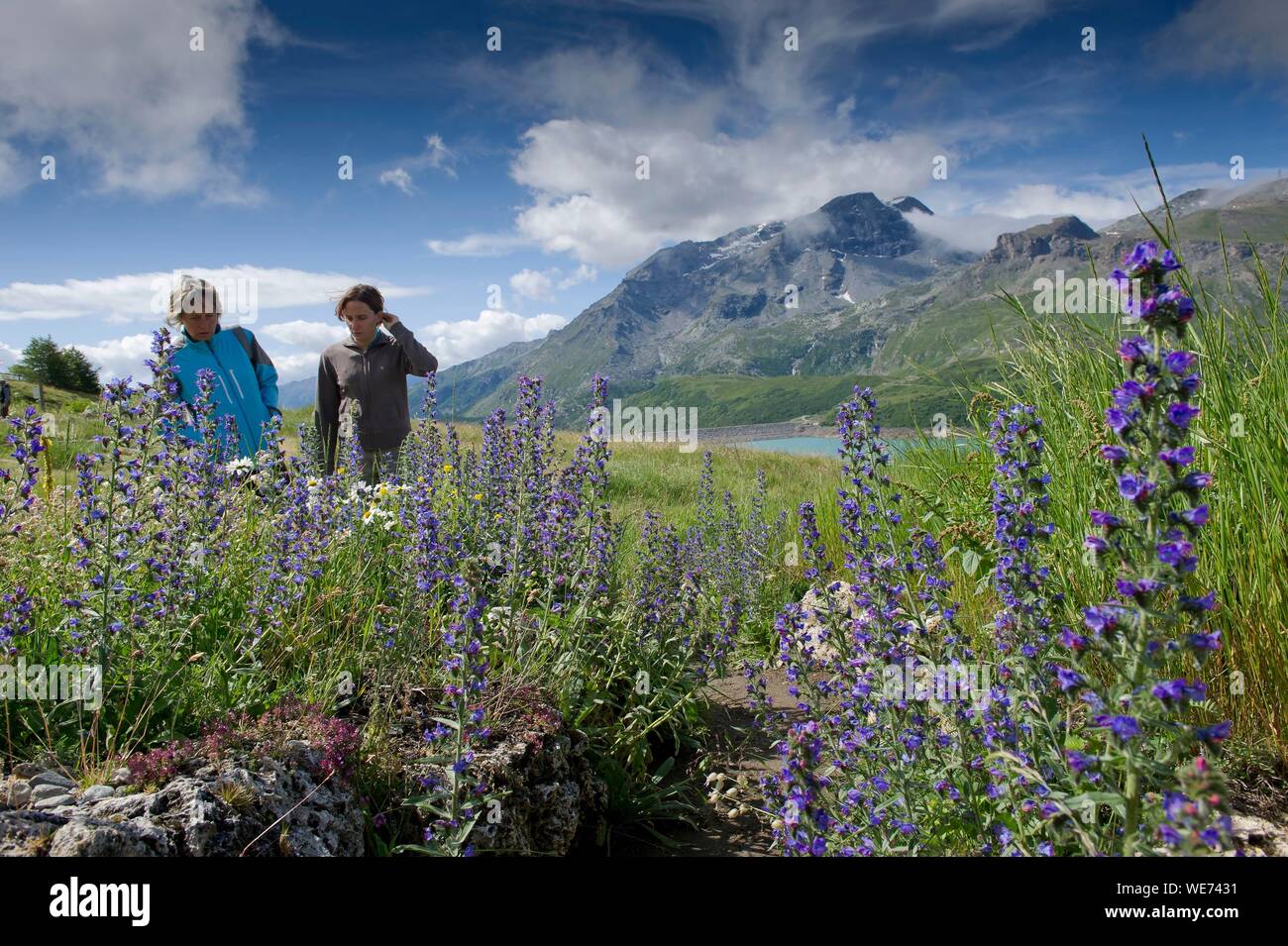 France, Savoie, Haute Maurienne, Val Cenis, Mont Cenis pass, the alpine garden in the Plan of Fontainettes Stock Photo