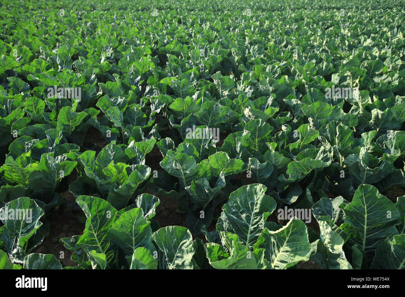 France, Pas de Calais, Saint Omer, Cabbage plantation in the marsh audomarois Stock Photo