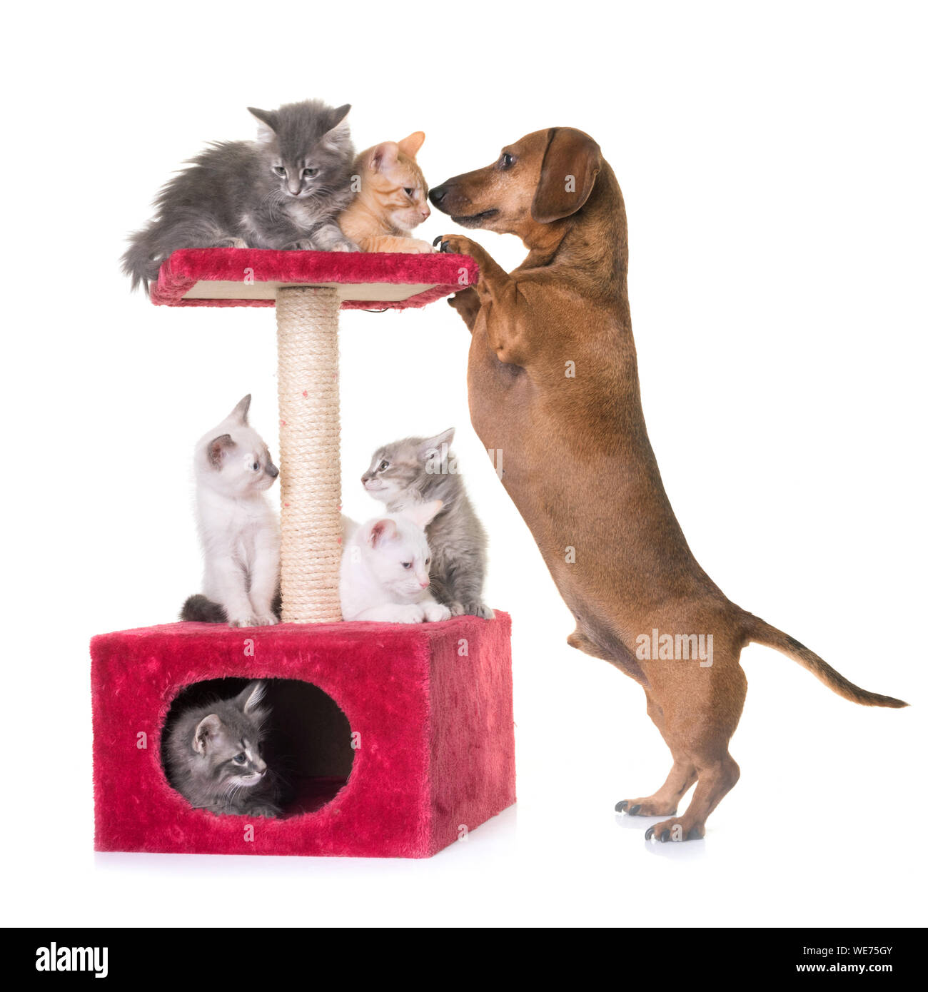 Dog Rearing Up On Pink Structure With Kittens Against White Background Stock Photo