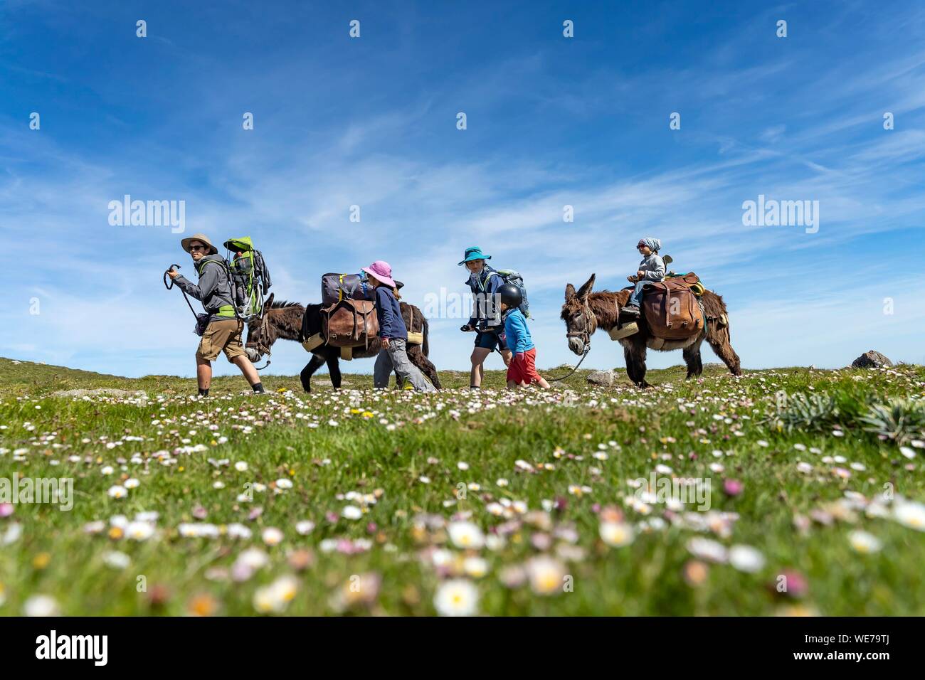 France, Pyrenees Atlantiques, Basque Country, Saint Etienne de Baigorry region, family hiking on a donkey on the paths of Saint Jacques de Compostelle Stock Photo