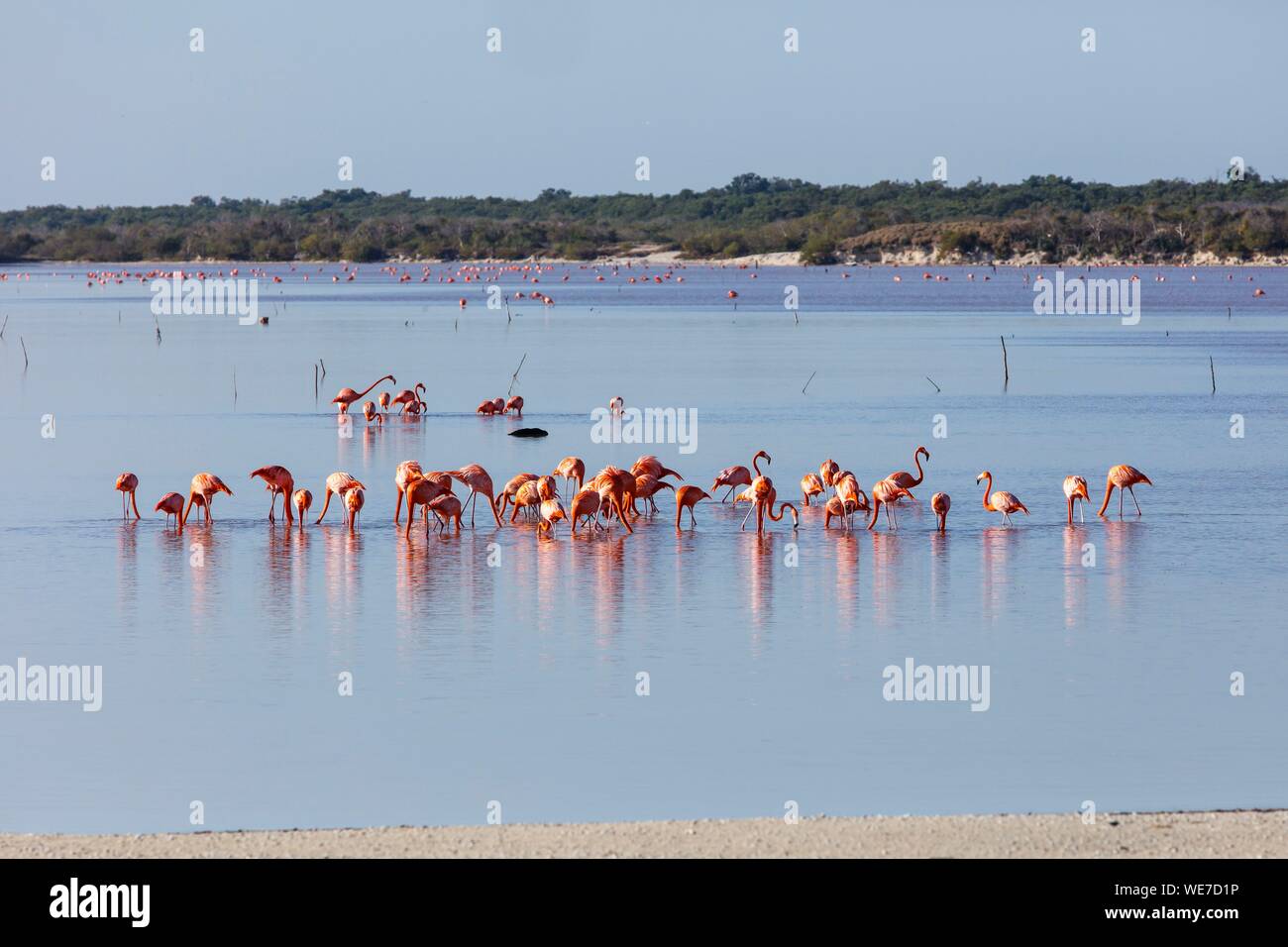 Mexico, Yucatan state, Celestun, American flamingo (phoenicopterus ruber) Stock Photo