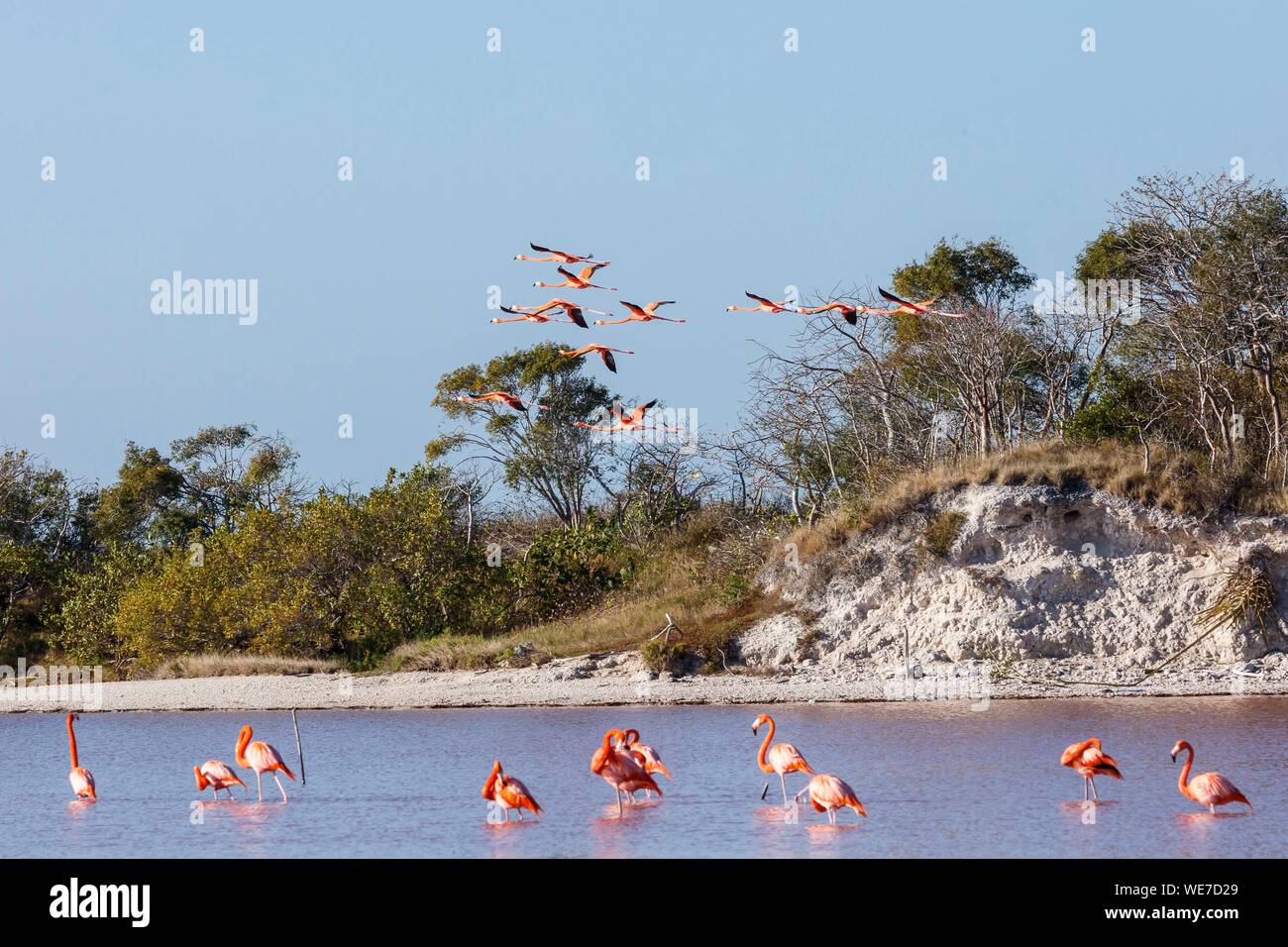 Mexico, Yucatan state, Celestun, American flamingo (phoenicopterus ruber) Stock Photo