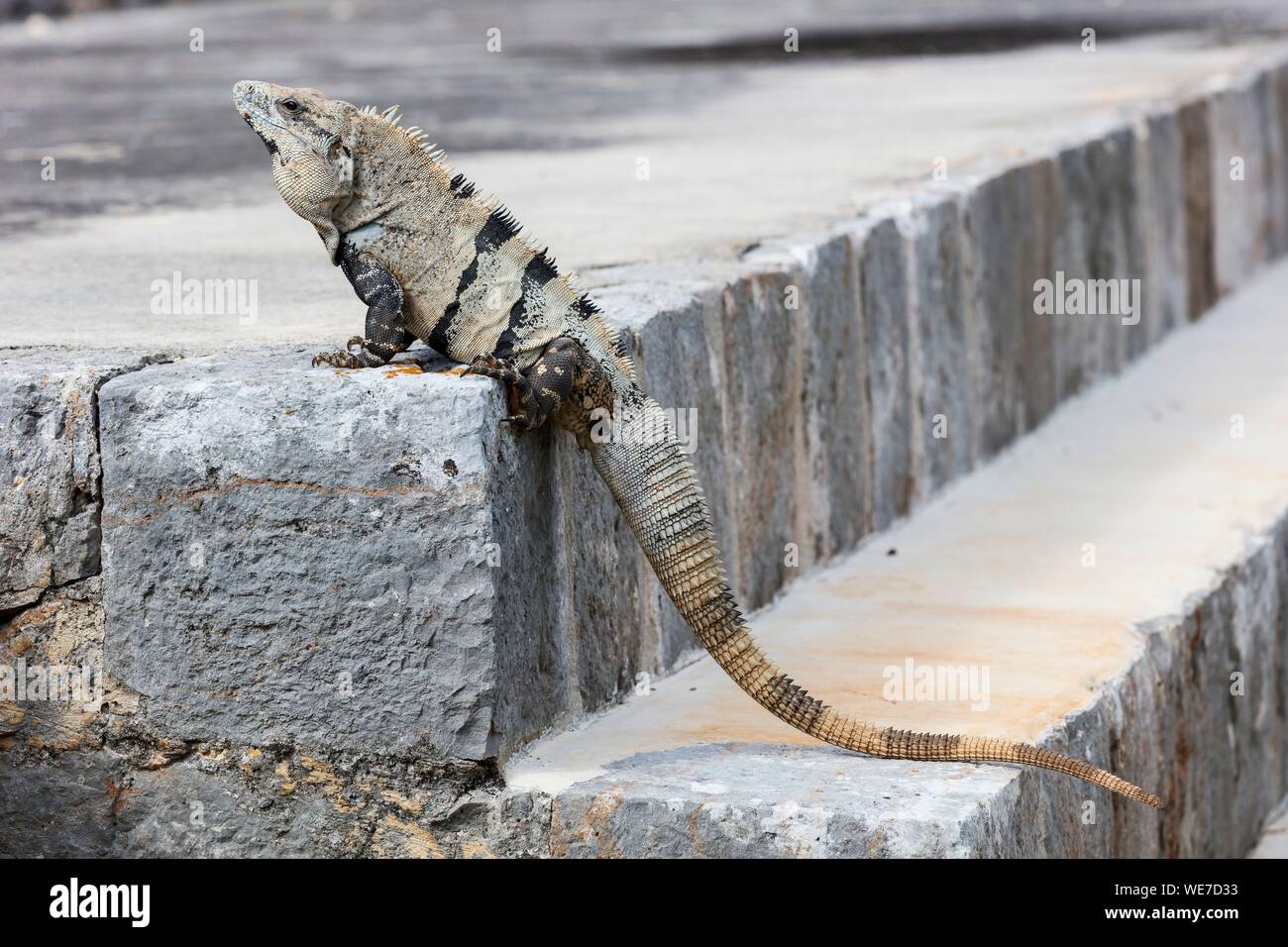 Mexico, Yucatan state, Uxmal, iguana iguana Stock Photo