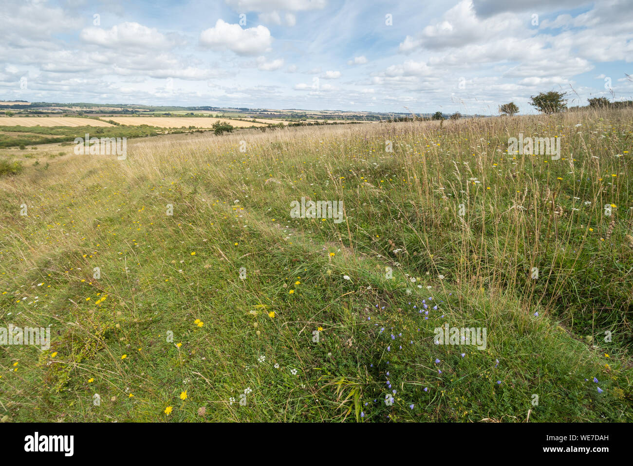 View of the chalk downland landscape at Martin Down National Nature Reserve in summer with wildflowers, Hampshire, UK Stock Photo