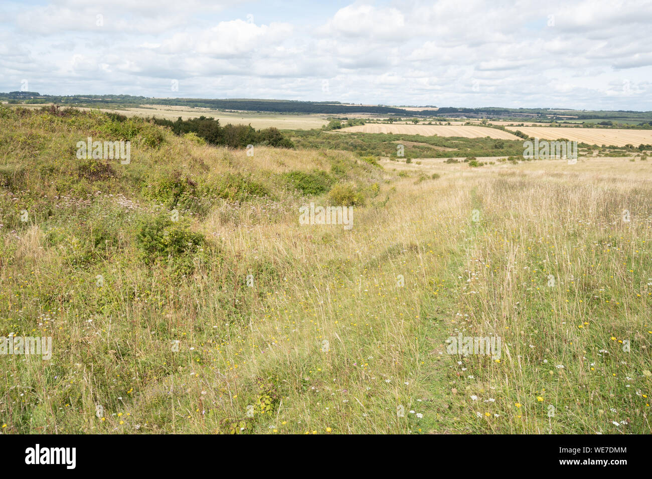 View of the chalk downland landscape at Martin Down National Nature Reserve in summer with wildflowers, Hampshire, UK Stock Photo