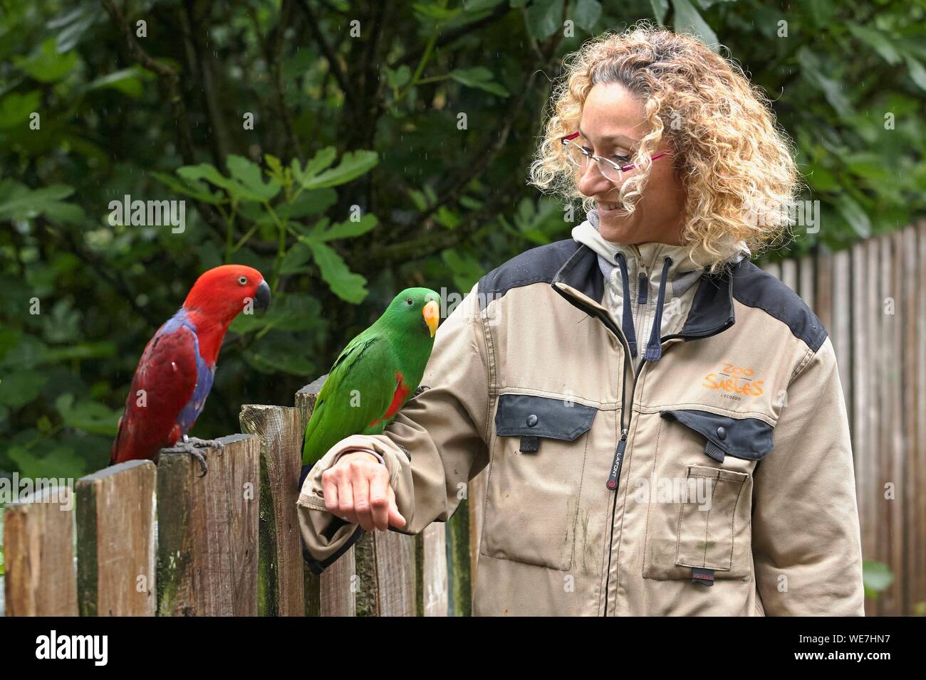 France, Vendee, Les Sables d'Olonne, Oceania Aviary, Sandrine Silhol, Director of Zoo des Sables in the presence of lorikeets Stock Photo