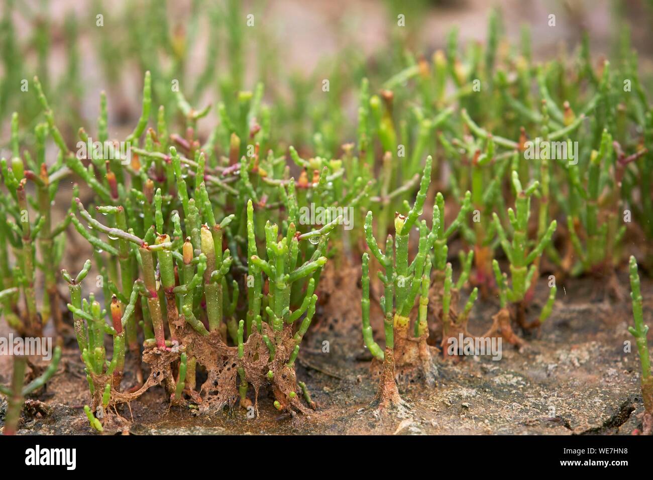 France, Vendee, Les Sables d'Olonne, Salt marshes on Olonne island, Common glasswort (Salicornia europaea) Stock Photo