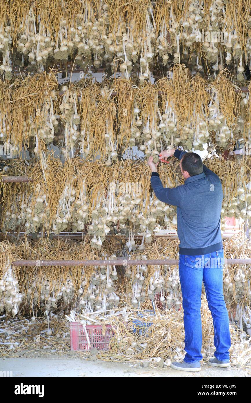 France, Tarn, Lautrec, farm Gael Bardou, dryer for pink garlic Lautrec (PDO and Label Rouge) Stock Photo