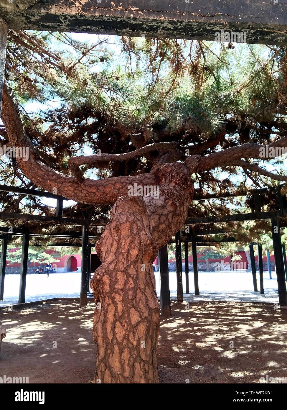 Pine Tree Struct Pine Structure High Resolution Stock Photography and Images - Alamy