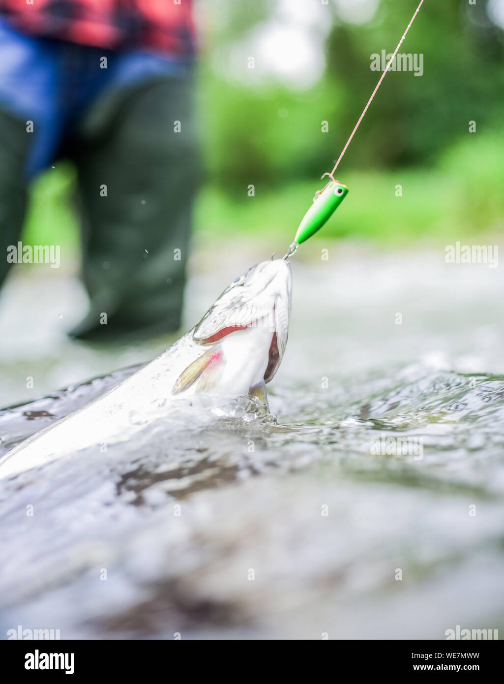 https://c8.alamy.com/comp/WE7MWW/freshwater-fish-on-hook-trout-in-water-close-up-fishing-hobby-fishing-activity-fishing-equipment-wild-nature-fish-in-river-gear-and-bait-concept-fisherman-job-is-simple-fins-and-scales-WE7MWW.jpg