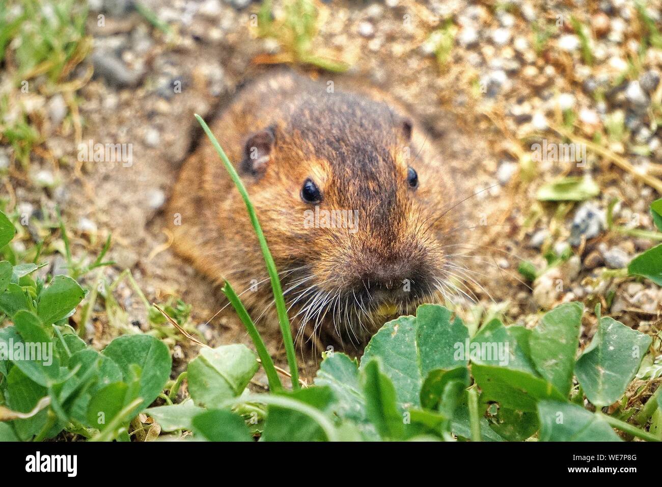 Woodchuck in field hires stock photography and images Alamy