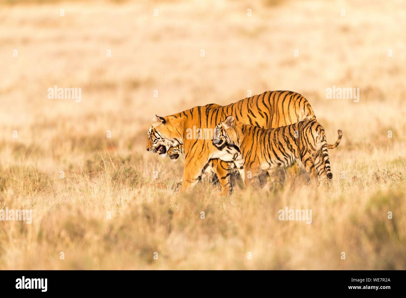 South Africa, Private reserve, Asian (Bengal) Tiger (Panthera tigris tigris), mother walking with babies Stock Photo