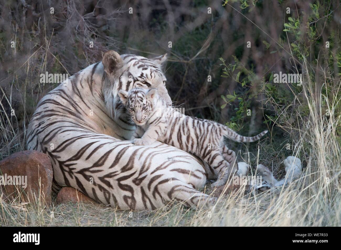 South Africa, Private reserve, Asian (Bengal) Tiger (Panthera tigris