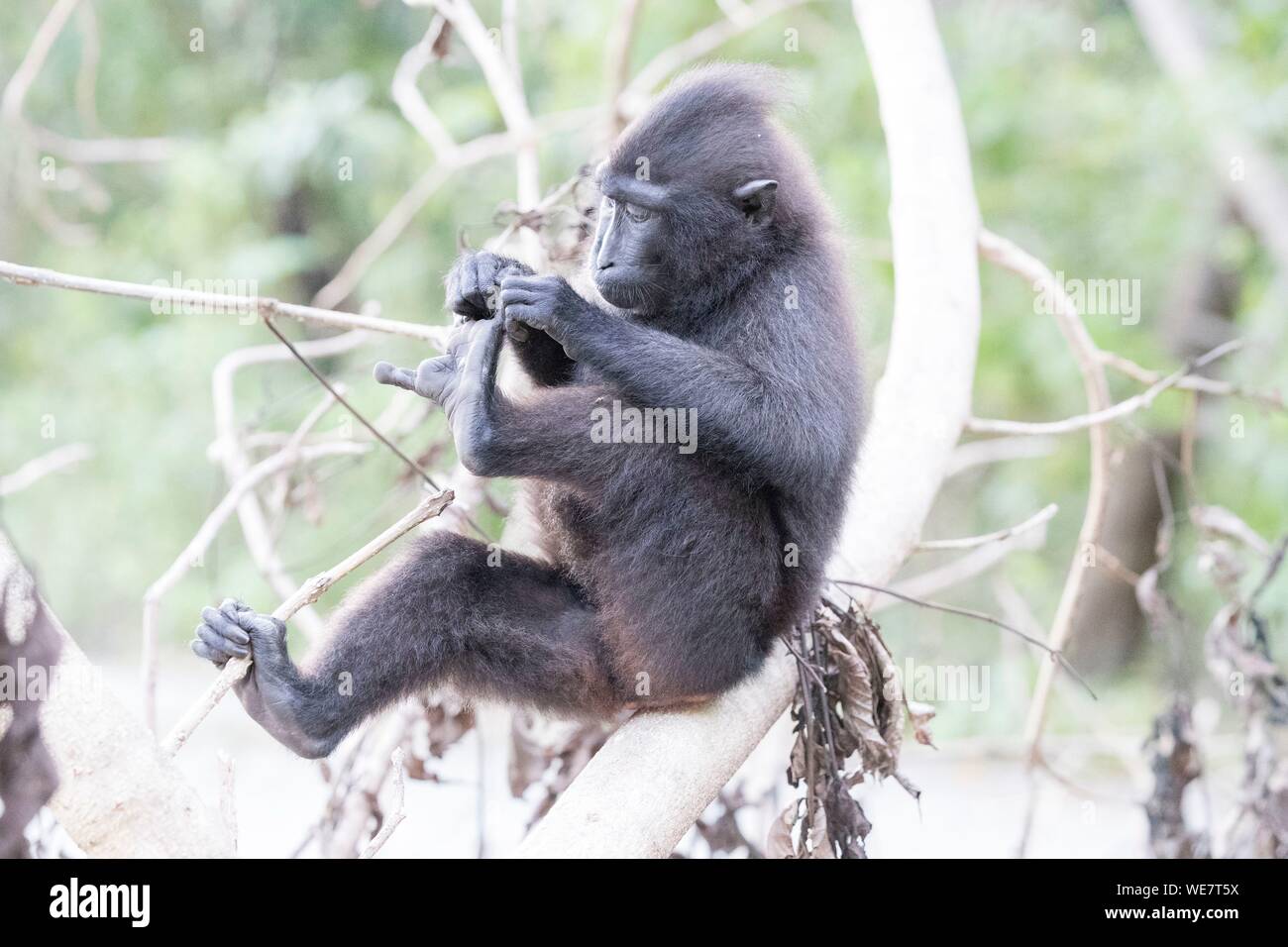Indonesia, Celebes, Sulawesi, Tangkoko National Park, Celebes crested macaque or crested black macaque, Sulawesi crested macaque, or the black ape (Macaca nigra) Stock Photo