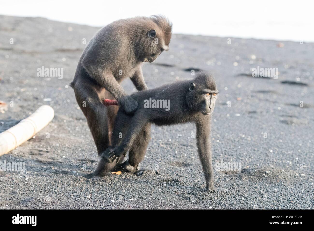 monkey mating with dog