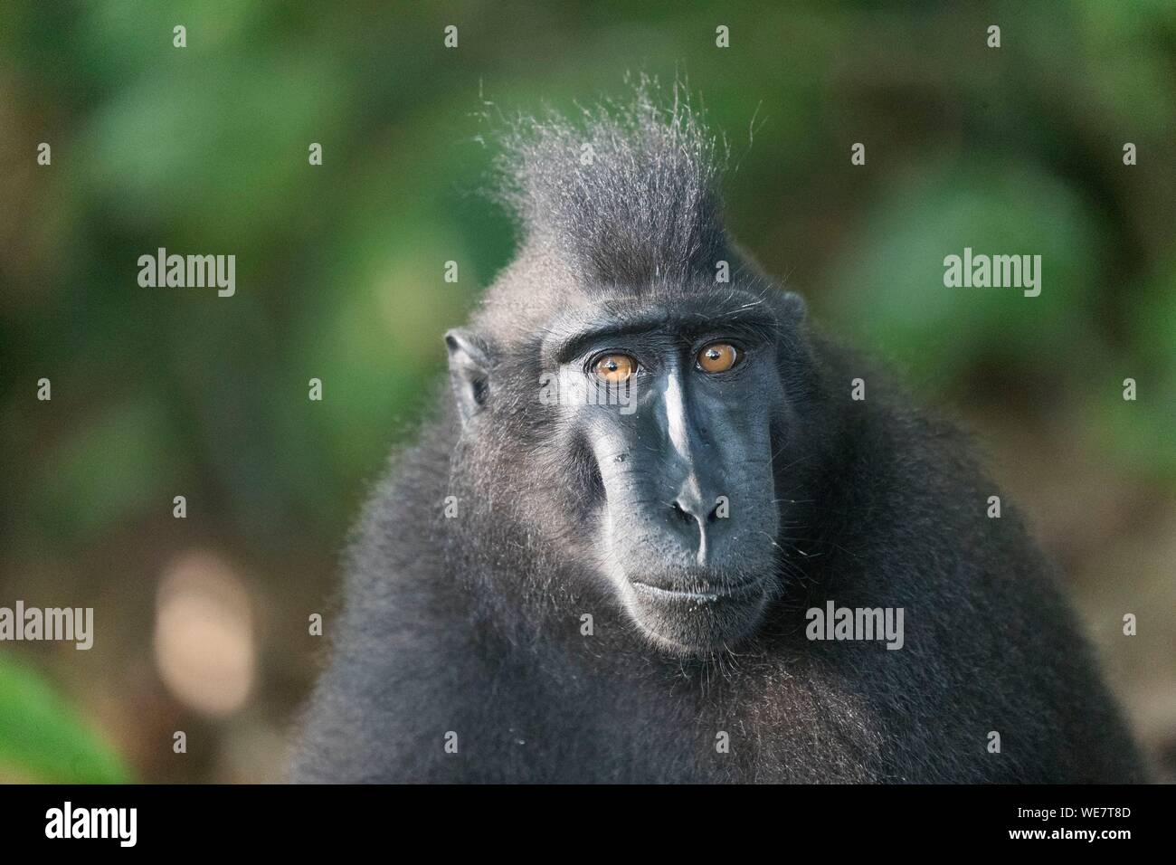 Indonesia, Celebes, Sulawesi, Tangkoko National Park, Celebes crested macaque or crested black macaque, Sulawesi crested macaque, or the black ape (Macaca nigra) Stock Photo