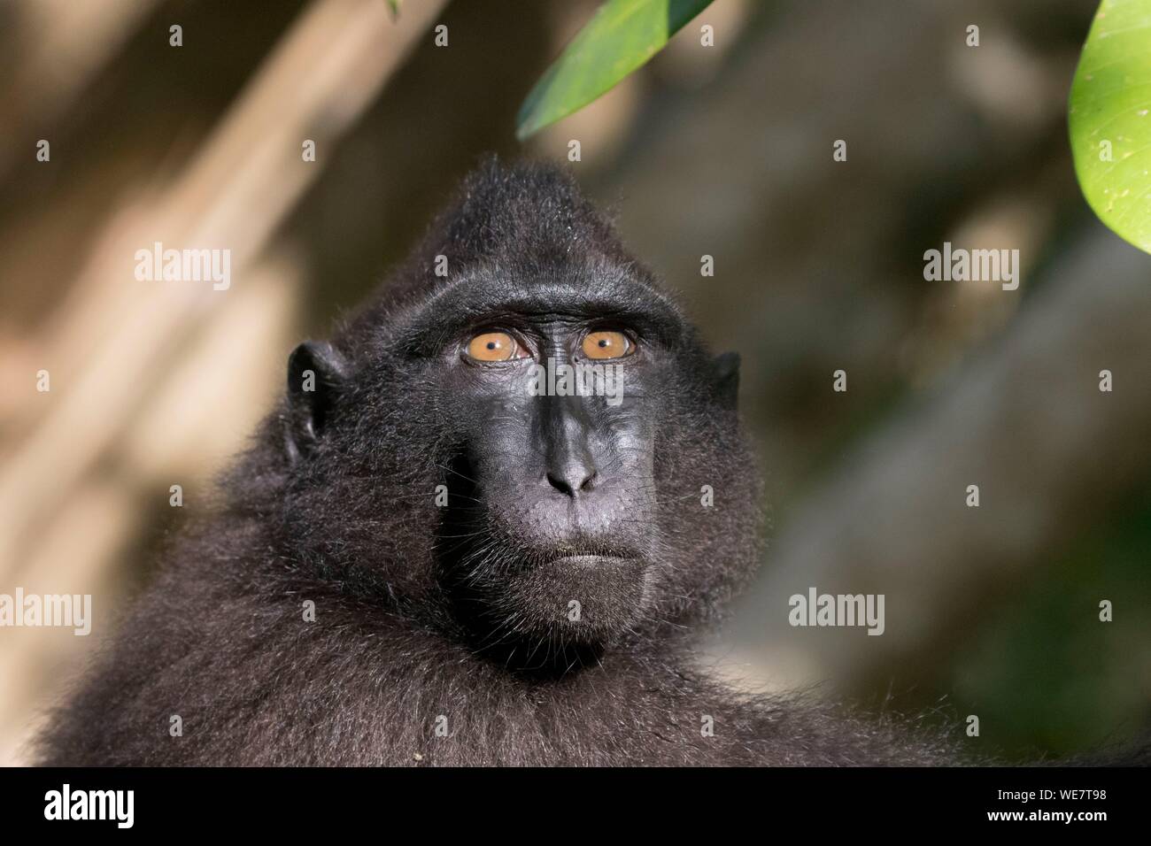 Indonesia, Celebes, Sulawesi, Tangkoko National Park, Celebes crested macaque or crested black macaque, Sulawesi crested macaque, or the black ape (Macaca nigra) Stock Photo