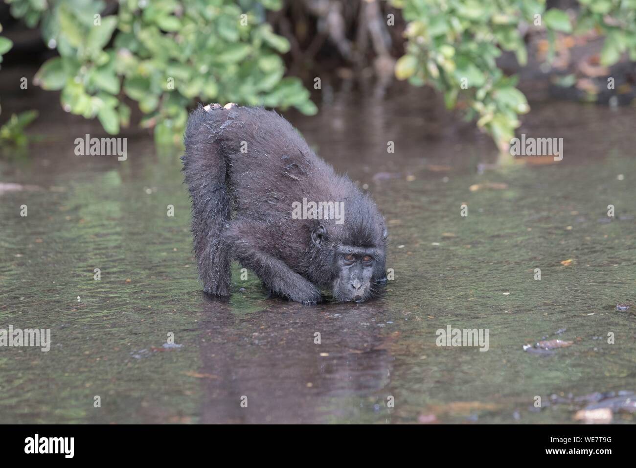 Indonesia, Celebes, Sulawesi, Tangkoko National Park, Celebes crested macaque or crested black macaque, Sulawesi crested macaque, or the black ape (Macaca nigra), in the river, drinking Stock Photo