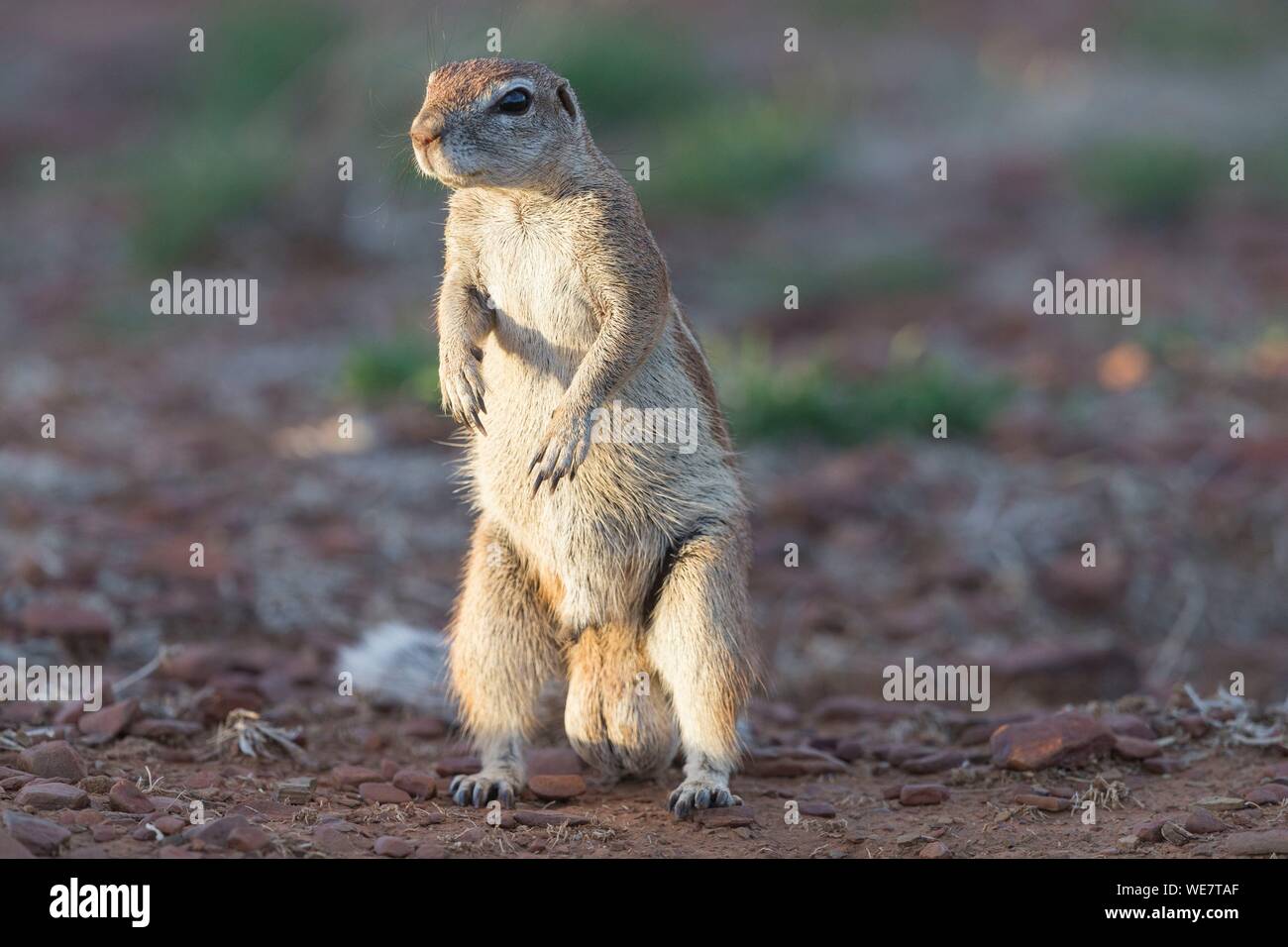 South Africa, Private reserve, Asian (Bengal) Tiger (Panthera tigris tigris), Cape ground squirrel (Xerus inauris) Stock Photo
