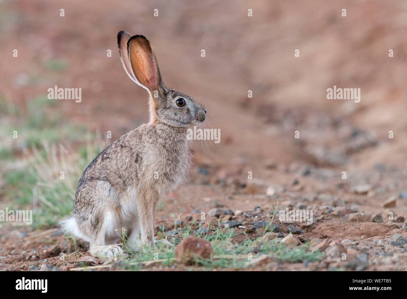 South Africa, Private reserve, Scrub hare (Lepus saxatilis) Stock Photo