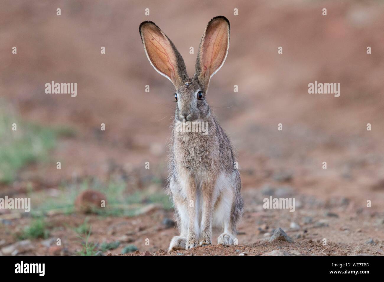 South Africa, Private reserve, Scrub hare (Lepus saxatilis) Stock Photo
