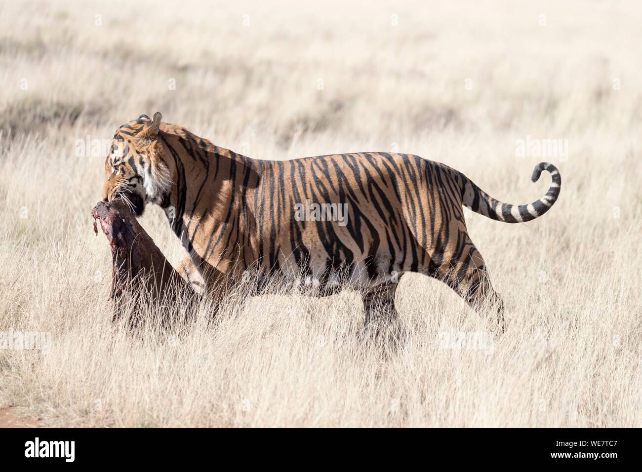 South Africa, Private reserve, Asian (Bengal) Tiger (Panthera tigris tigris), walking Stock Photo
