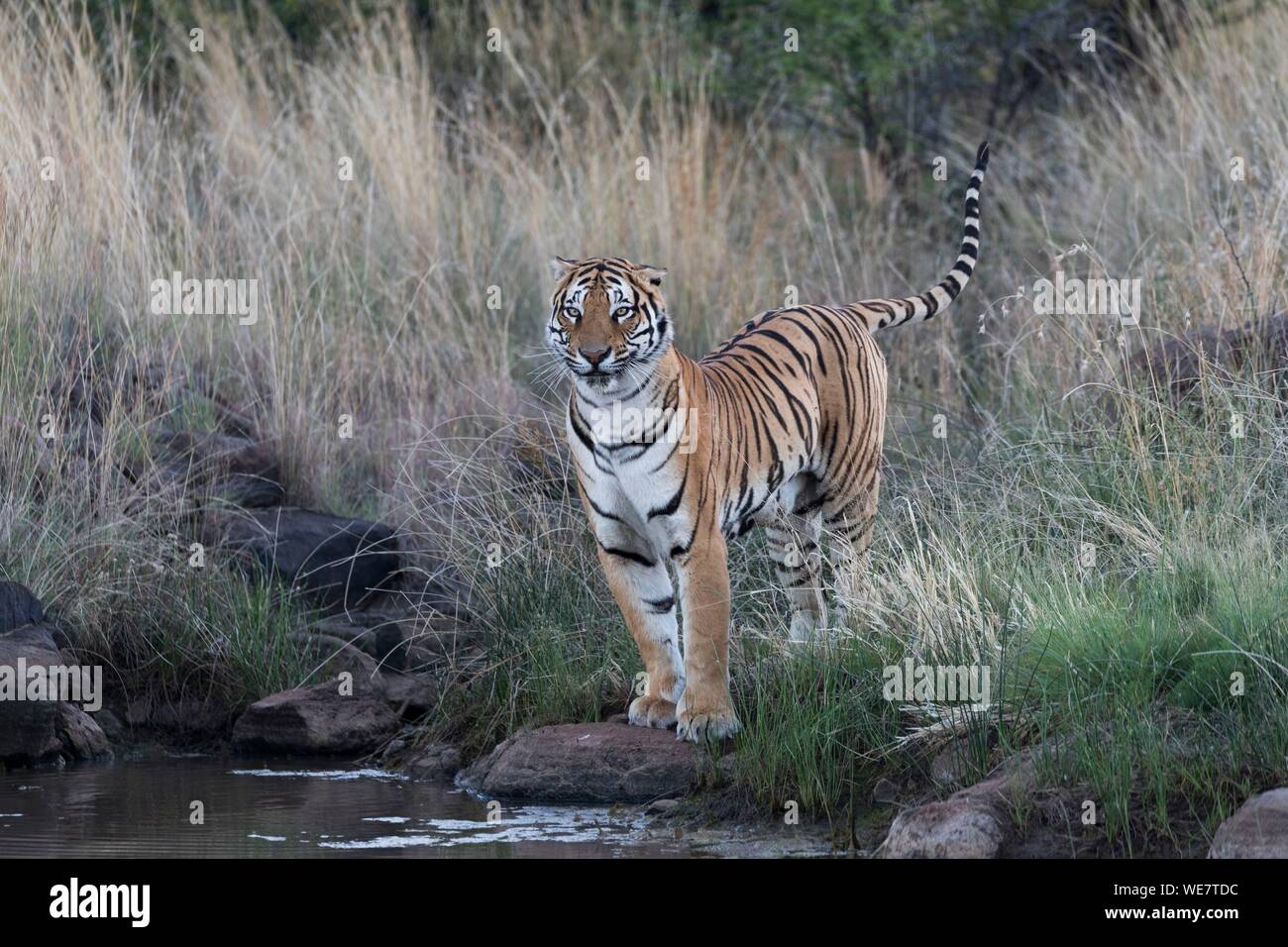 South Africa, Private reserve, Asian (Bengal) Tiger (Panthera tigris tigris),yadult in a swamp, drinking Stock Photo