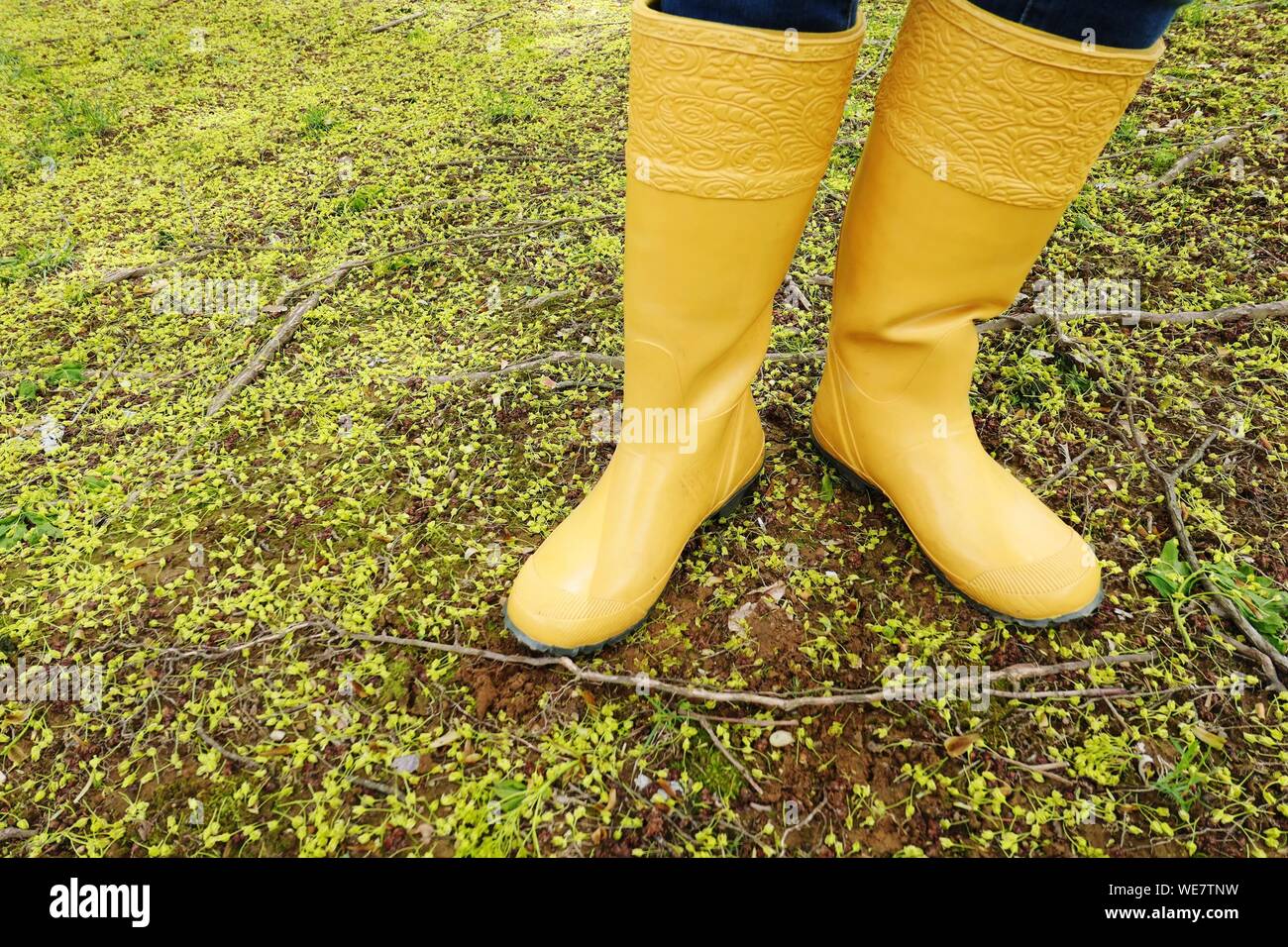 Low Section Of Person Wearing Yellow Rubber Boots While Standing On Field  Stock Photo - Alamy