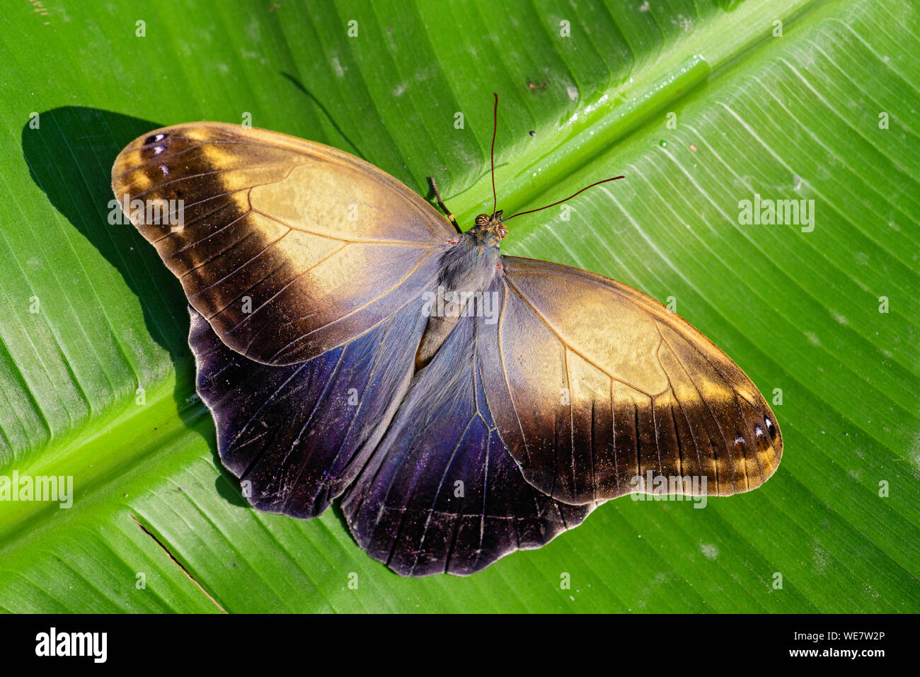 Giant owl butterfly - Caligo memnon, beautiful large butterfly from Central...