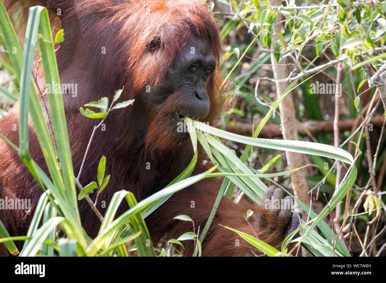 Indonesia, Borneo, Tanjung Puting National Park, Bornean orangutan (Pongo pygmaeus pygmaeus), near the water Stock Photo