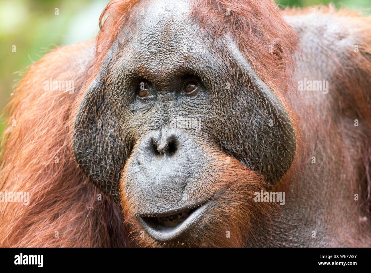 Indonesia, Borneo, Tanjung Puting National Park, Bornean orangutan (Pongo pygmaeus pygmaeus), adult male Stock Photo