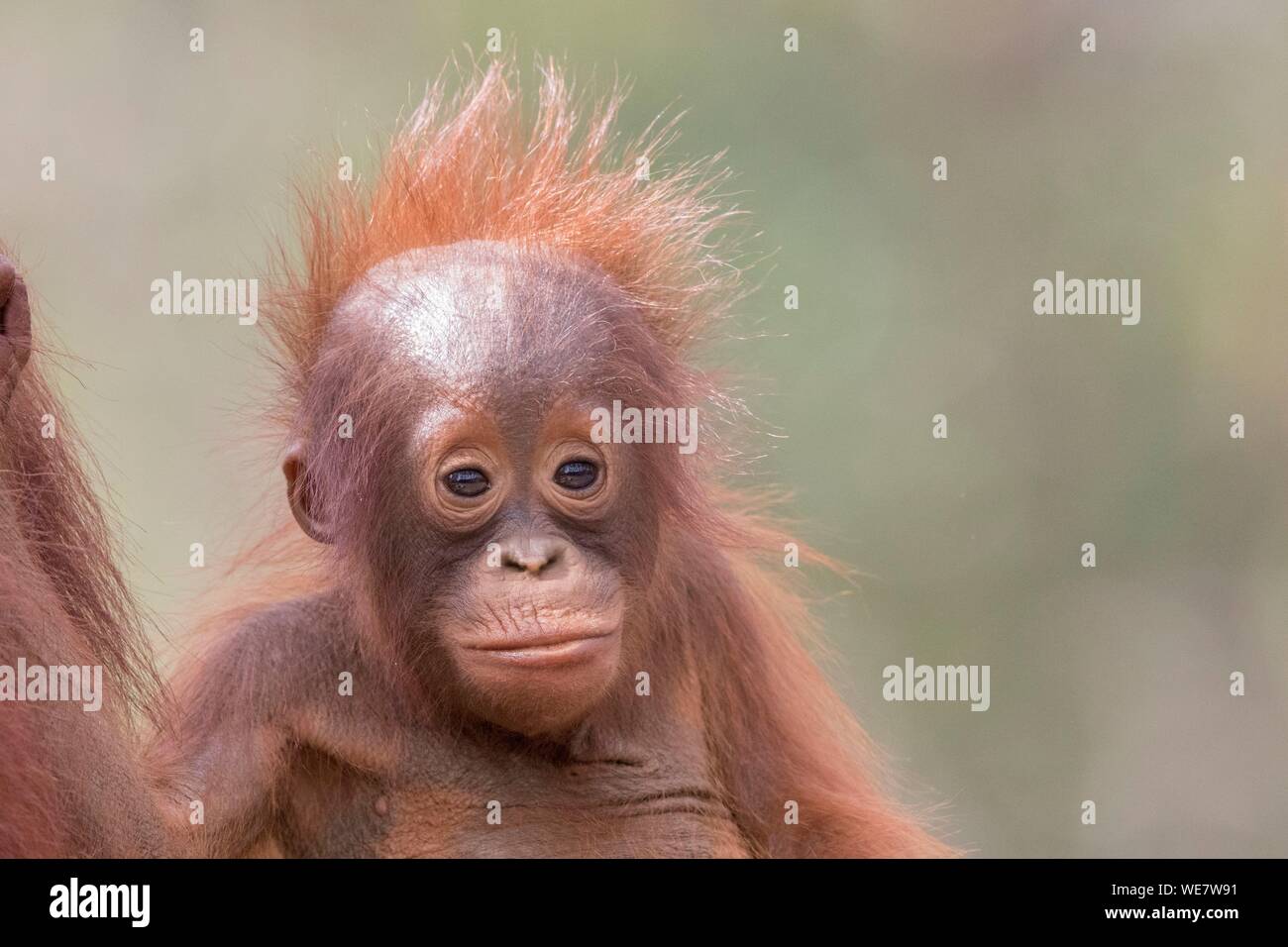 Indonesia, Borneo, Tanjung Puting National Park, Bornean orangutan (Pongo pygmaeus pygmaeus), Baby Stock Photo