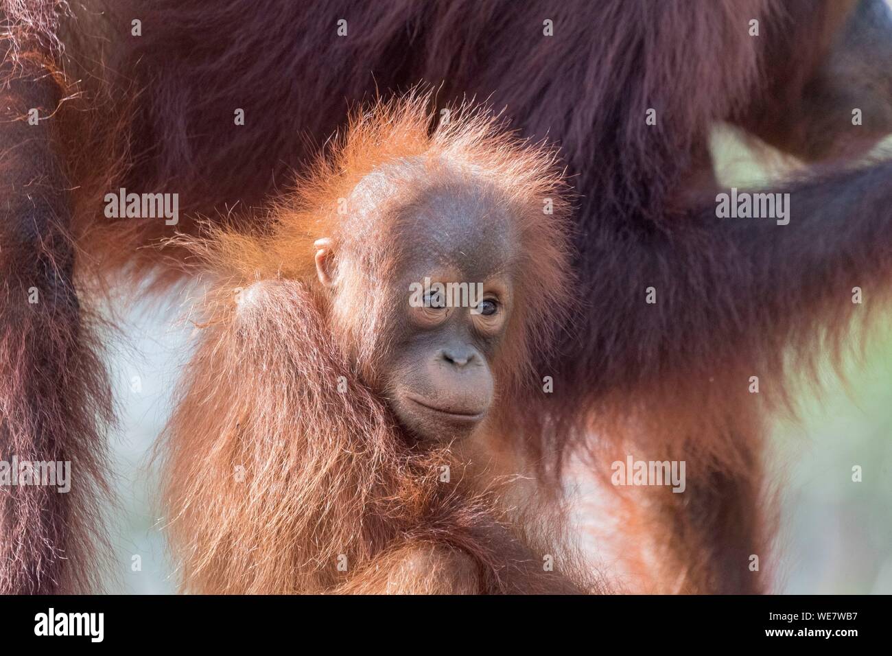 Baby detail hi-res stock photography and images - Alamy