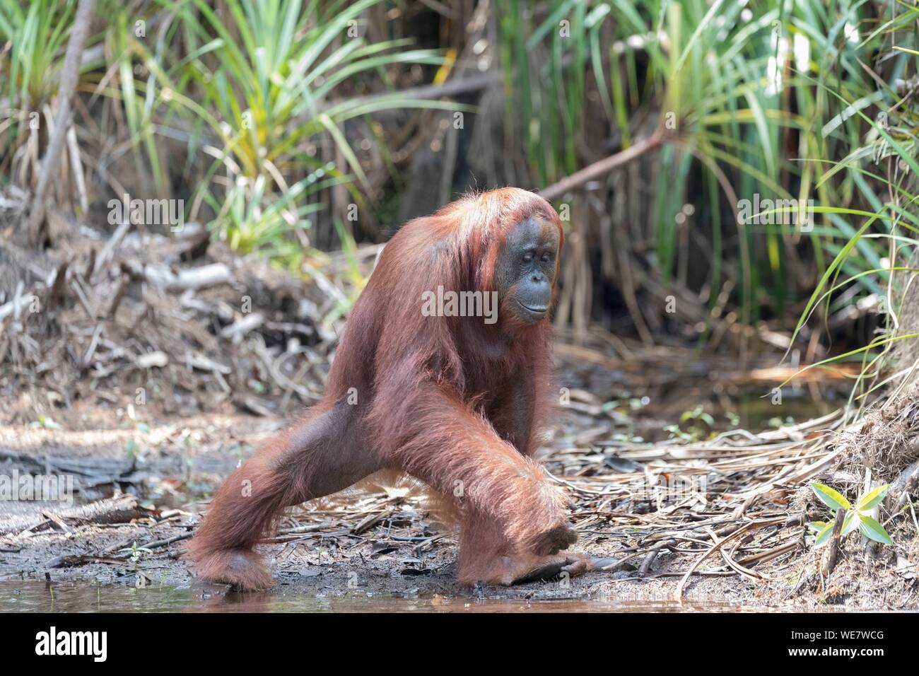 Indonesia, Borneo, Tanjung Puting National Park, Bornean orangutan (Pongo pygmaeus pygmaeus), adult male near by the water of Sekonyer river Stock Photo