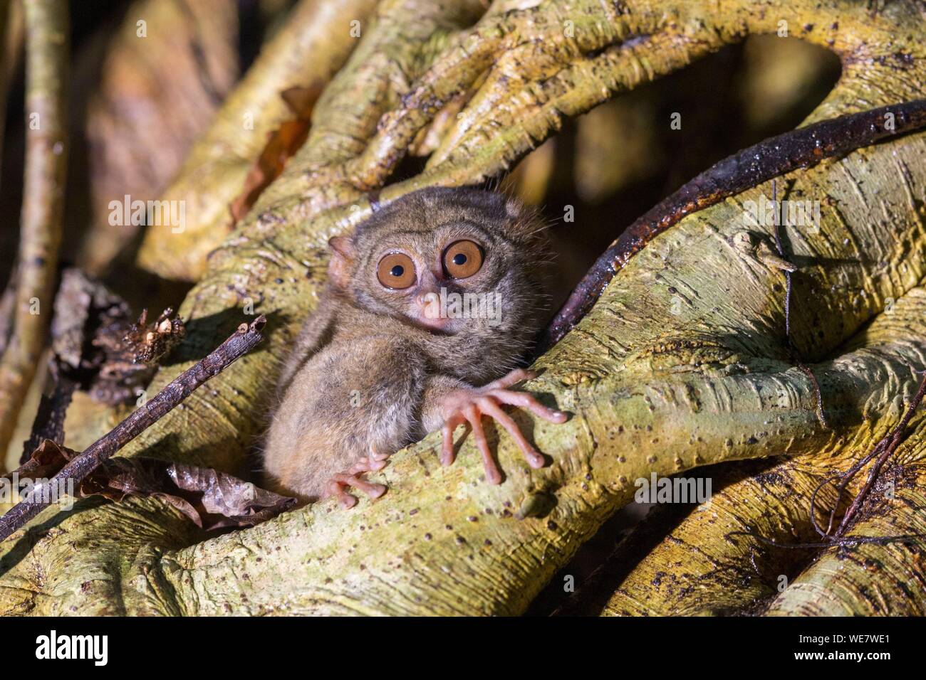 Indonesia, Celebes, Sulawesi, Tangkoko National Park, Spectral tarsier (Tarsius spectrum, also called Tarsius tarsier) Stock Photo