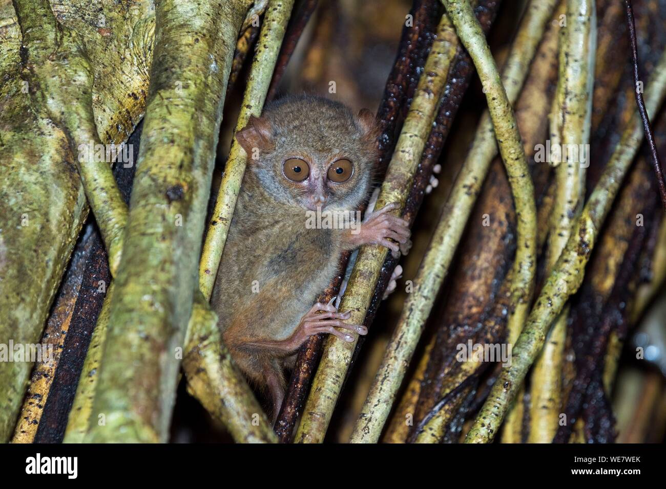 Indonesia, Celebes, Sulawesi, Tangkoko National Park, Spectral tarsier (Tarsius spectrum, also called Tarsius tarsier) Stock Photo