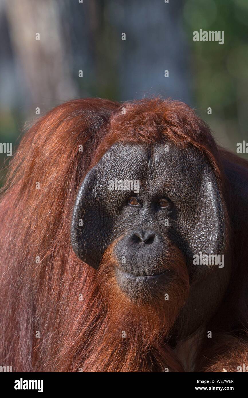 Indonesia, Borneo, Tanjung Puting National Park, Bornean orangutan (Pongo pygmaeus pygmaeus), adult male Stock Photo