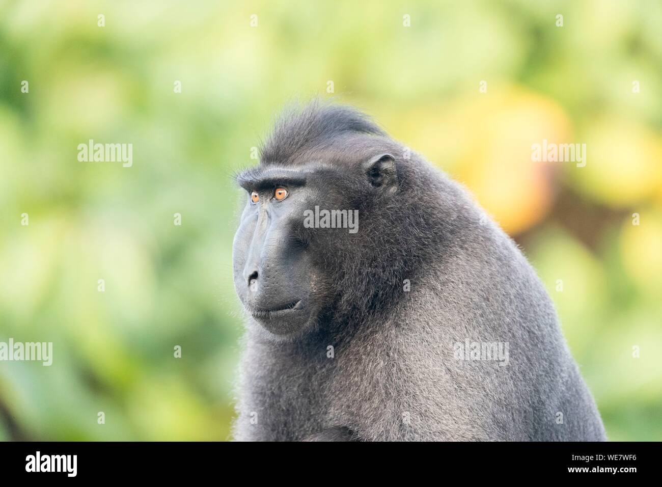 Indonesia, Celebes, Sulawesi, Tangkoko National Park, Celebes crested macaque or crested black macaque, Sulawesi crested macaque, or the black ape (Macaca nigra) Stock Photo