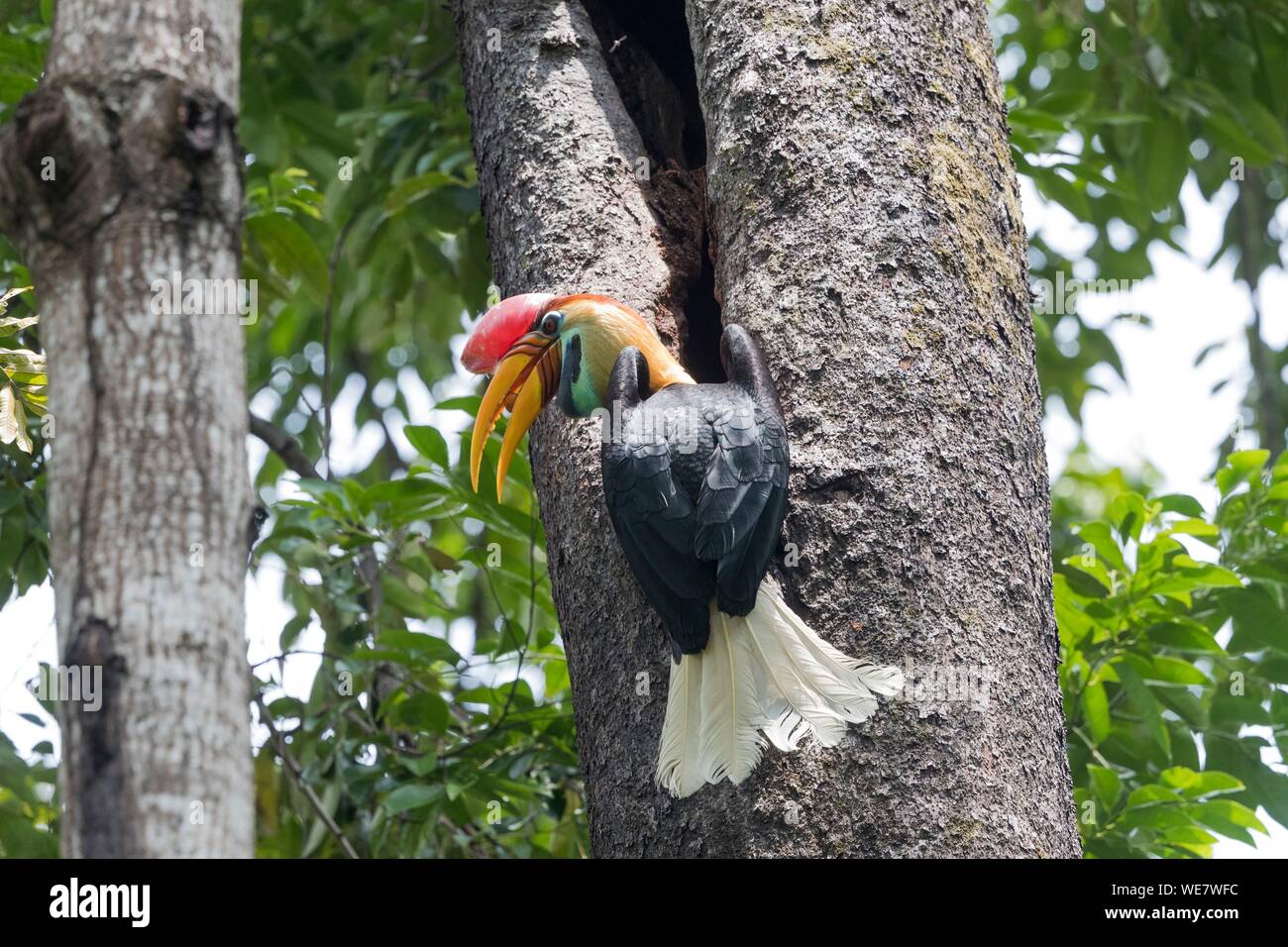 Indonesia, Celebes, Sulawesi, Tangkoko National Park, Red Knobbed hornbill (Rhyticeros cassidix), near the nest Stock Photo