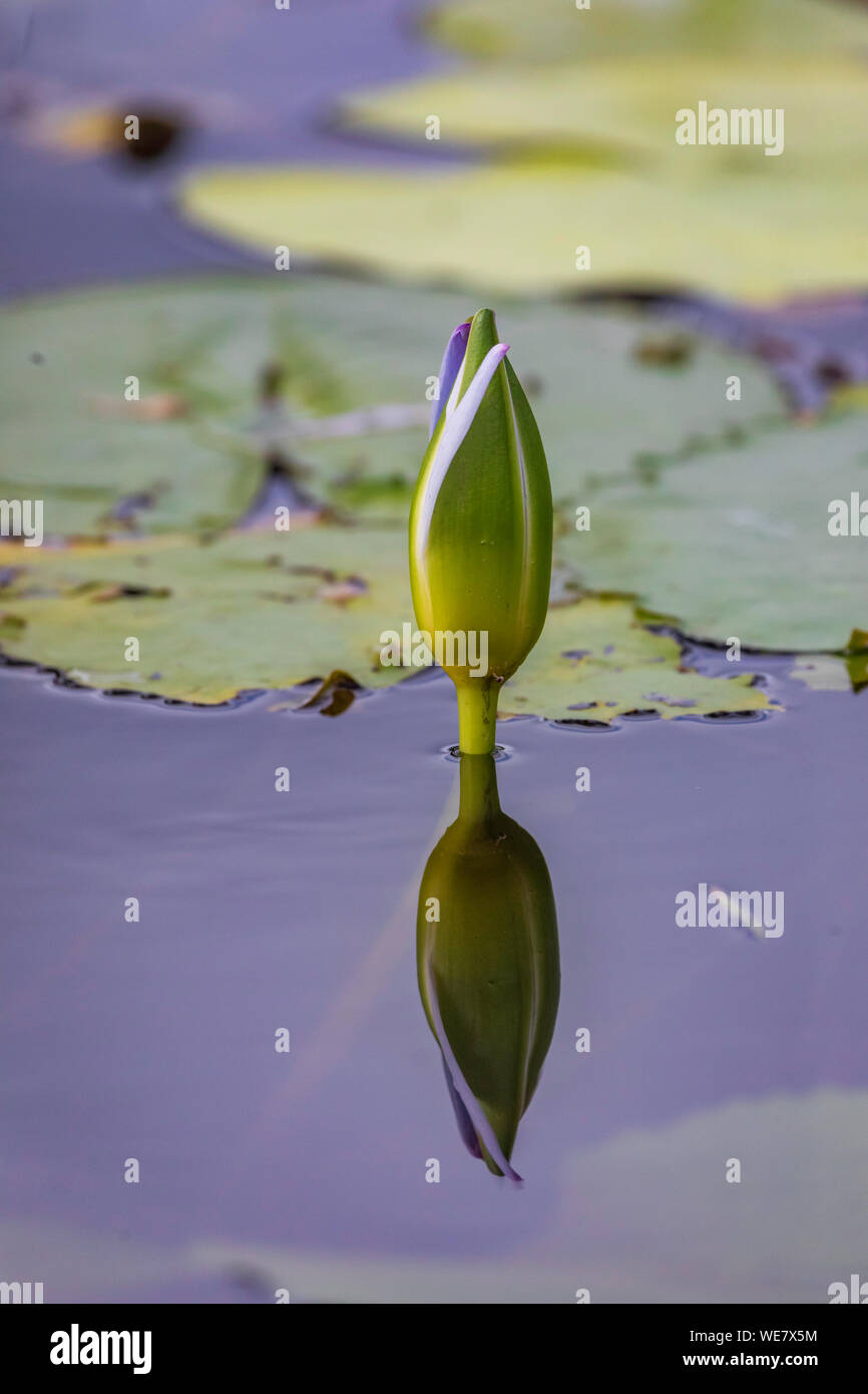 Purple Water Lilly flower with bee Stock Photo - Alamy