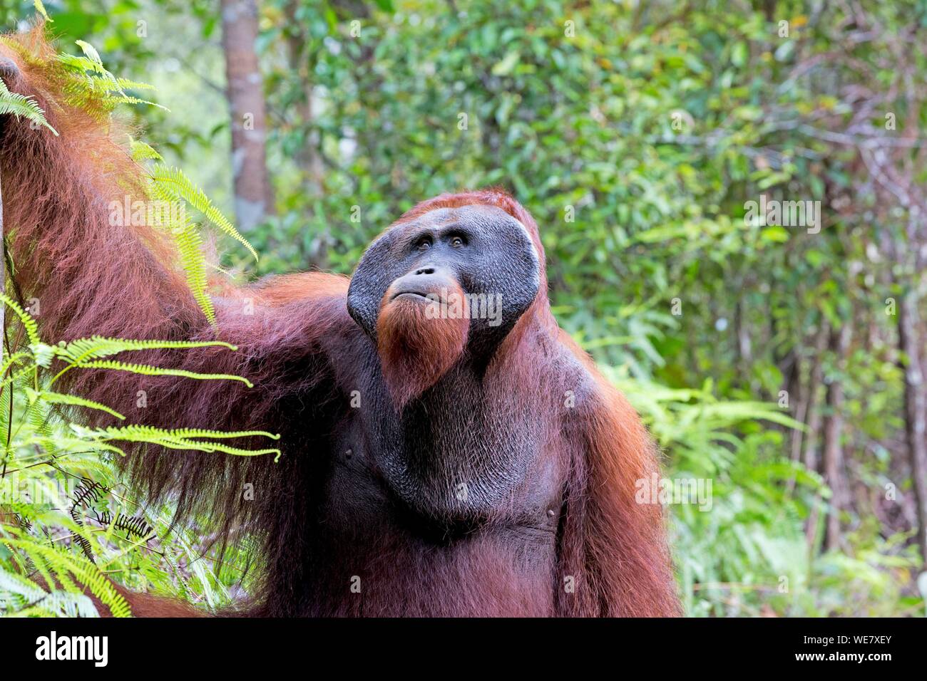 Indonesia, Borneo, Tanjung Puting National Park, Bornean orangutan (Pongo pygmaeus pygmaeus), adult male, walking on the ground Stock Photo