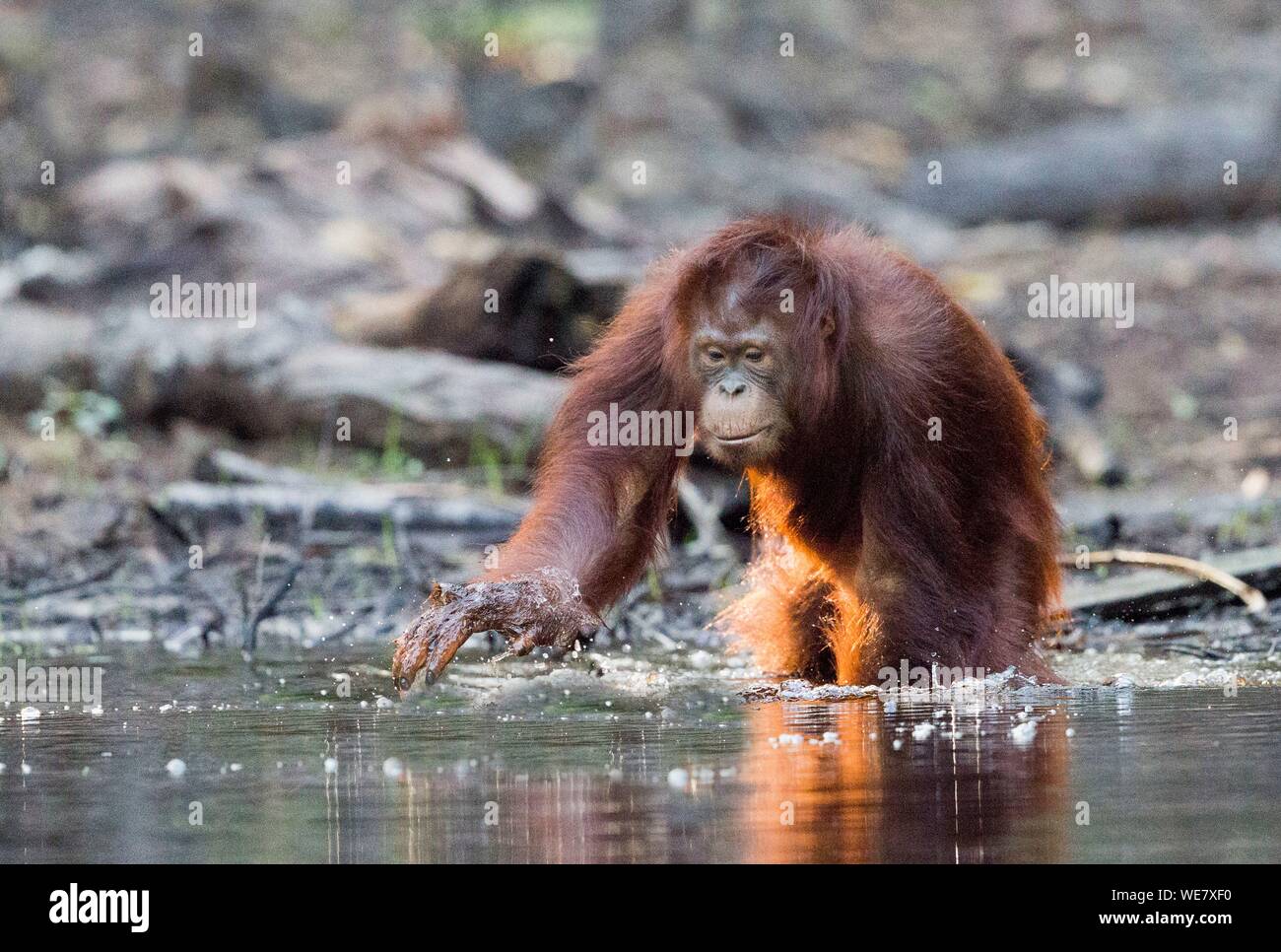 Indonesia, Borneo, Tanjung Puting National Park, Bornean orangutan (Pongo pygmaeus pygmaeus), subadult Stock Photo