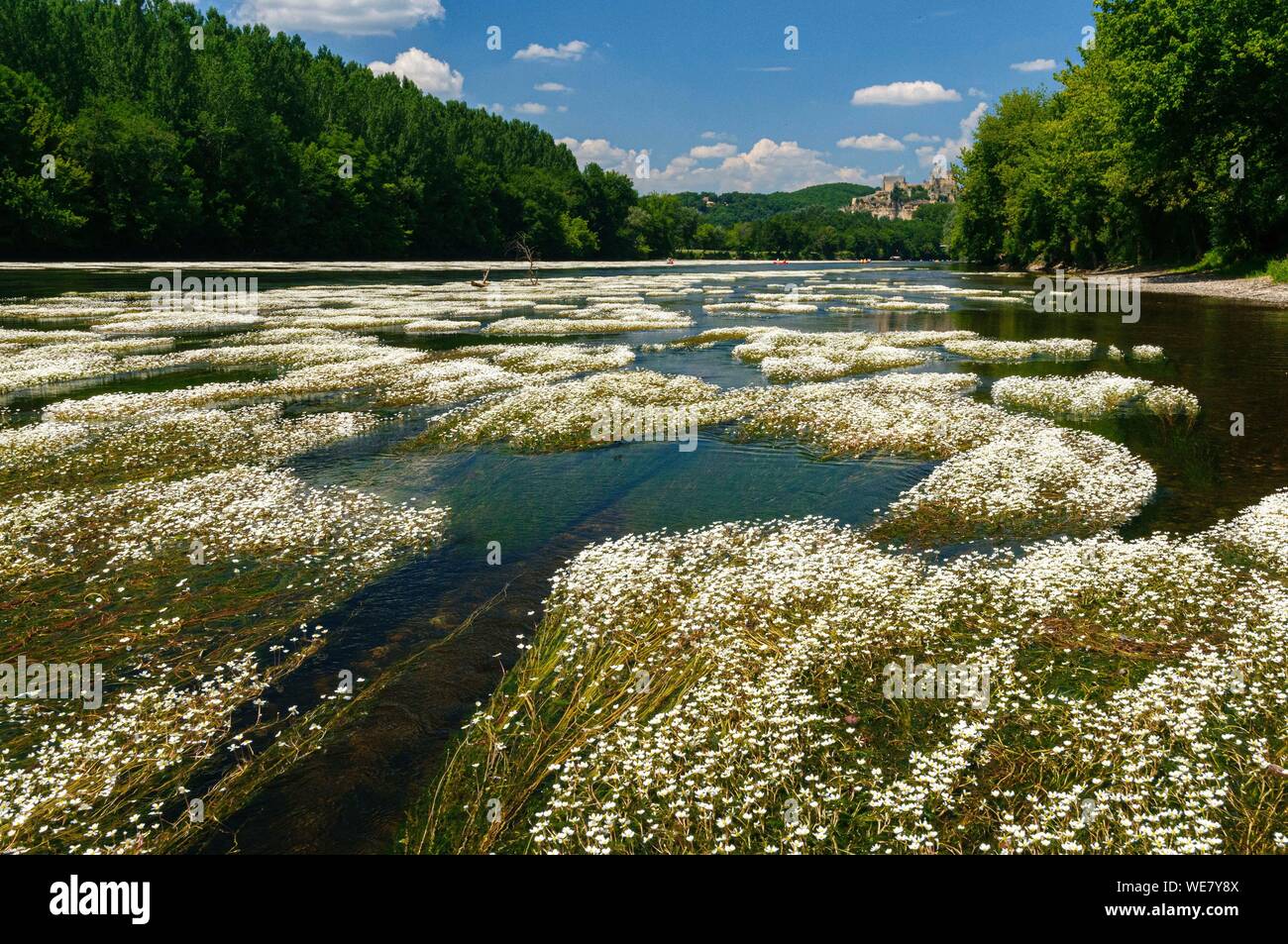 France, Dordogne, Ranunculus aquatilis on the Dordogne river Stock Photo