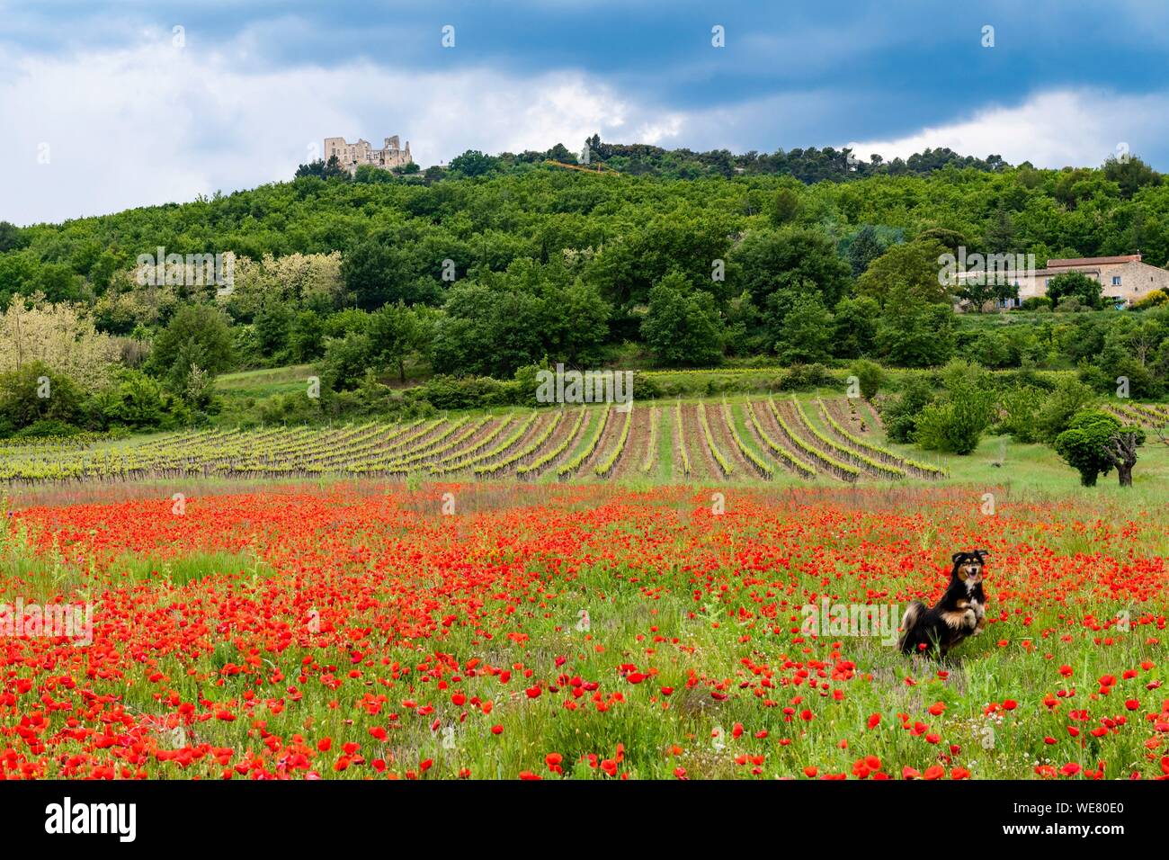 France, Vaucluse, Luberon regional park, Lacoste city and the valley of Lacoste, dog in poppy field Stock Photo