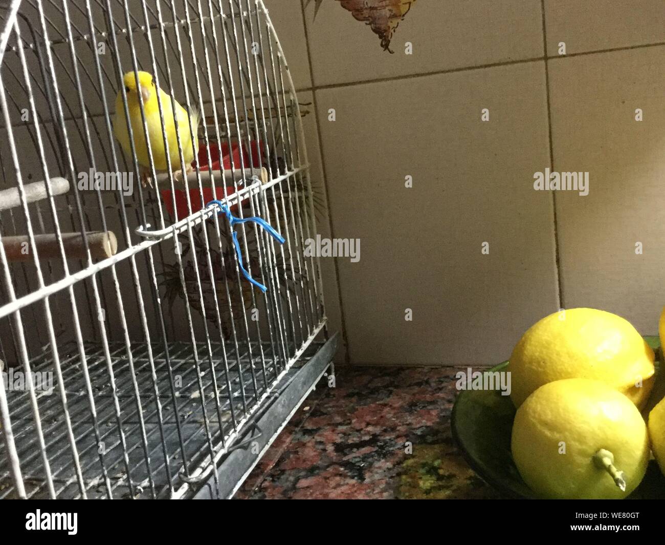 Close-up Of Bird In Cage By Fruits On Table Stock Photo: 266936792 ...