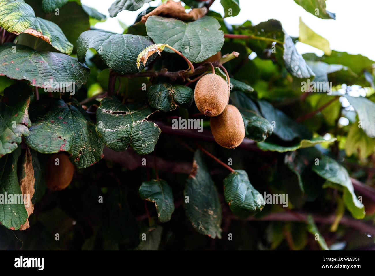 Kiwis Growing High Resolution Stock Photography and Images - Alamy