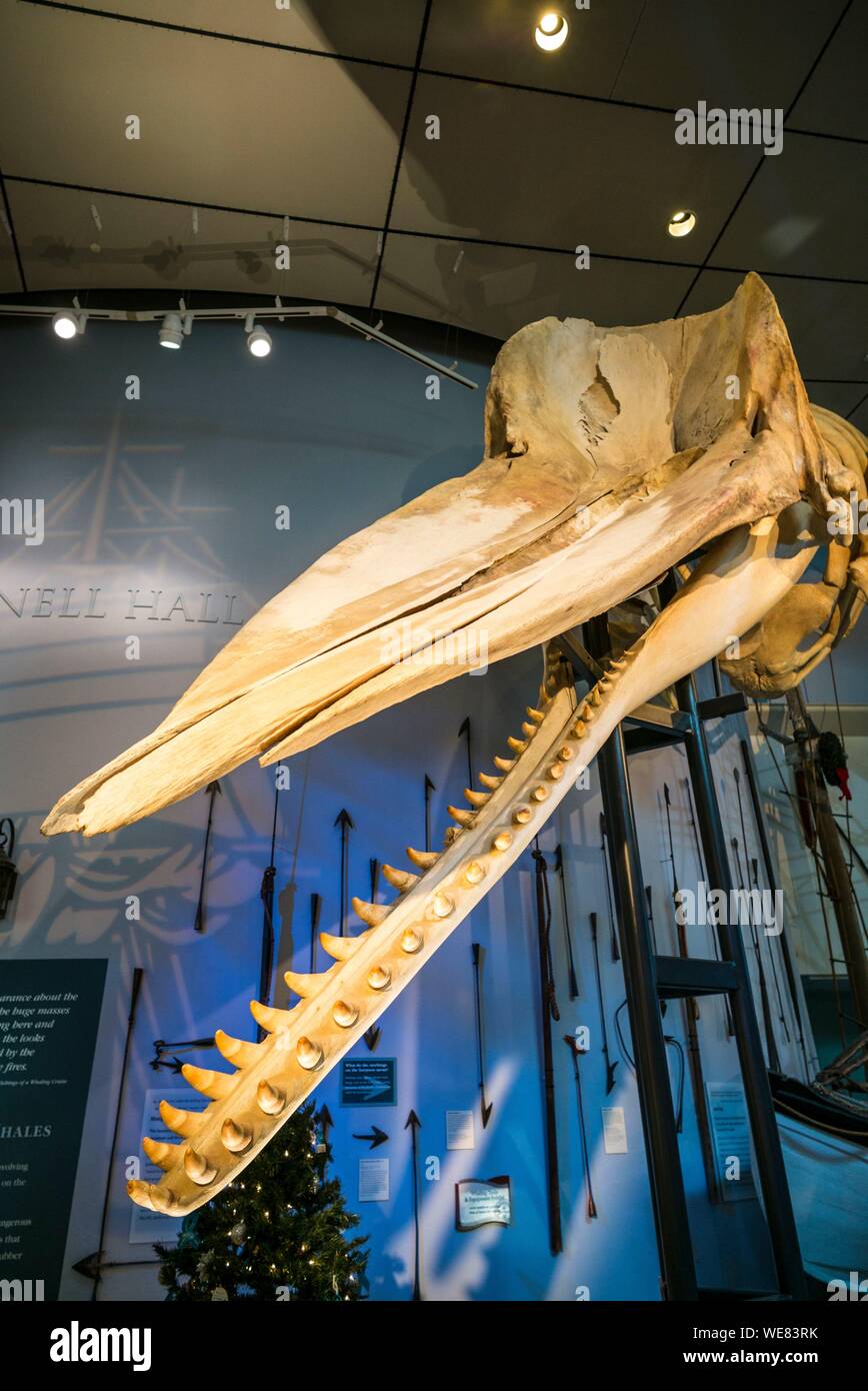 United States, New England, Massachusetts, Nantucket Island, Nantucket, Nantucket Whaling Museum, whale skeleton Stock Photo