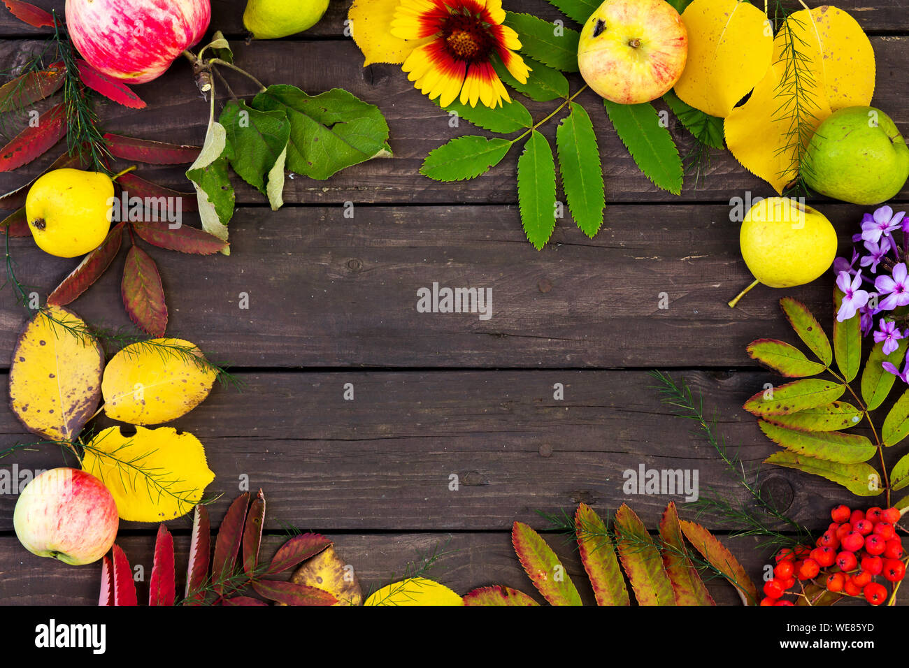 Vivid autumnal leaves frame hi-res stock photography and images - Alamy