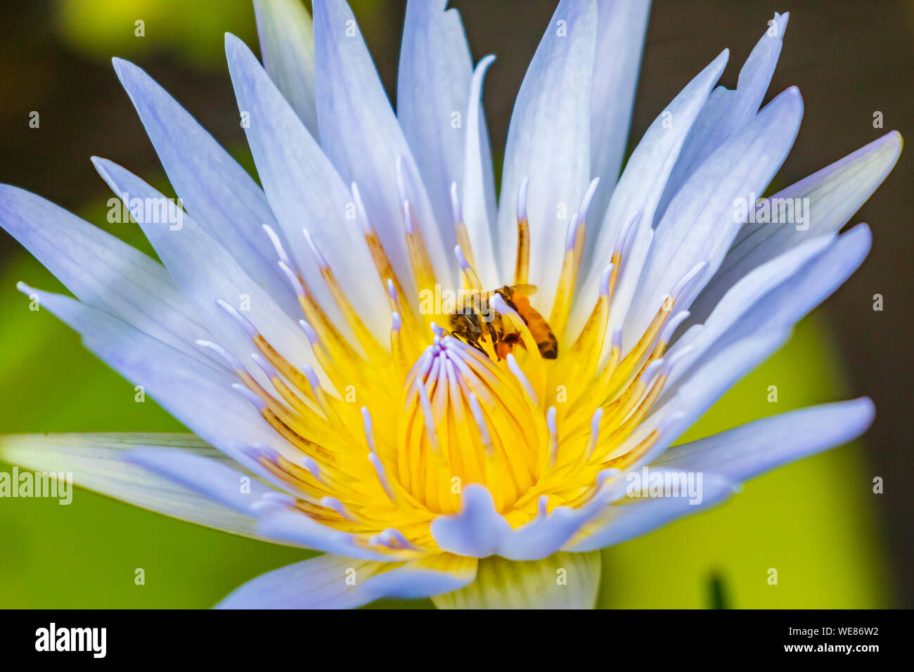 Purple Water Lilly flower with bee Stock Photo - Alamy